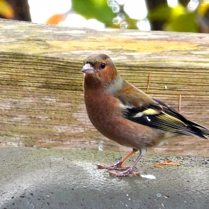 Buchfinkmännchen