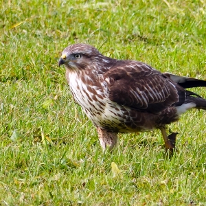 Mäusebussard beim Lauf 