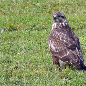 Mäusebussard