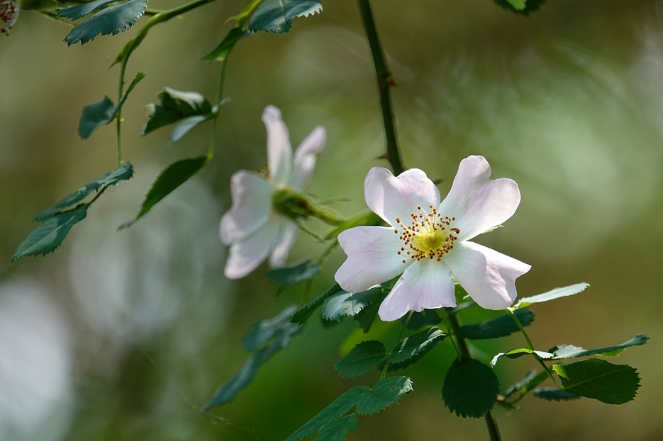 Heckenrose