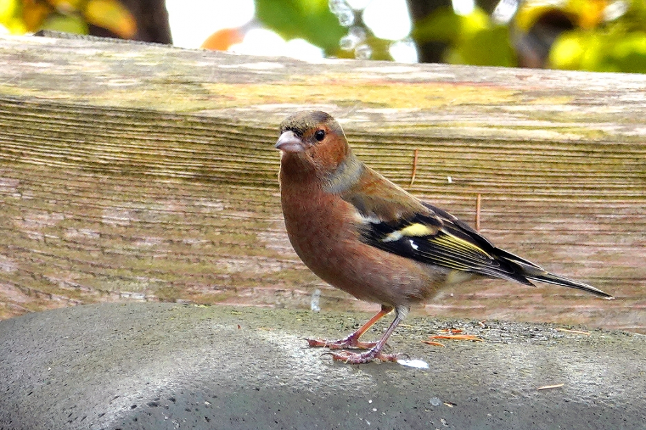 Buchfinkmännchen