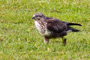 Mäusebussard beim Lauf 