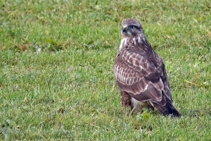 Mäusebussard