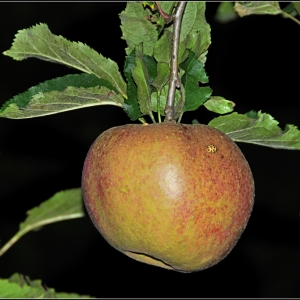 Apfel