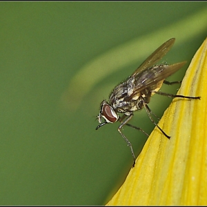 Fliege