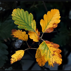 Herbst