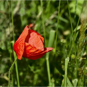 Klatschmohn