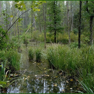 Moorlandschaft