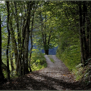 Waldweg