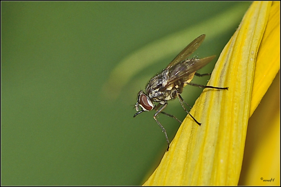 Fliege