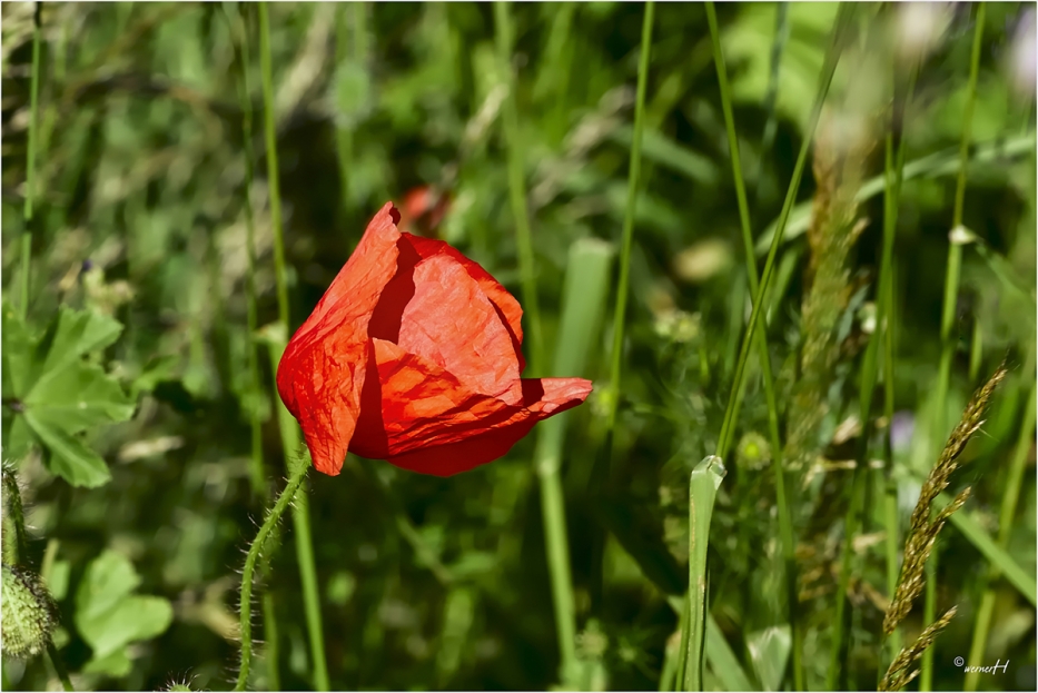 Klatschmohn