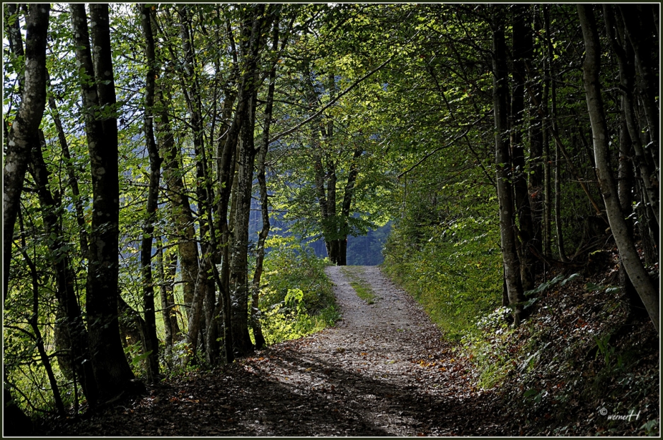 Waldweg