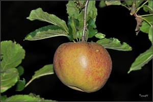Apfel