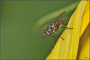 Fliege