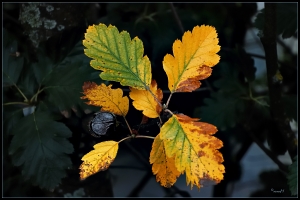 Herbst