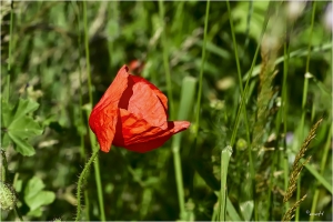 Klatschmohn