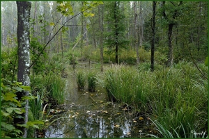 Moorlandschaft