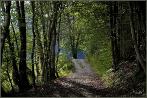 Waldweg