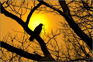 Der Wächter